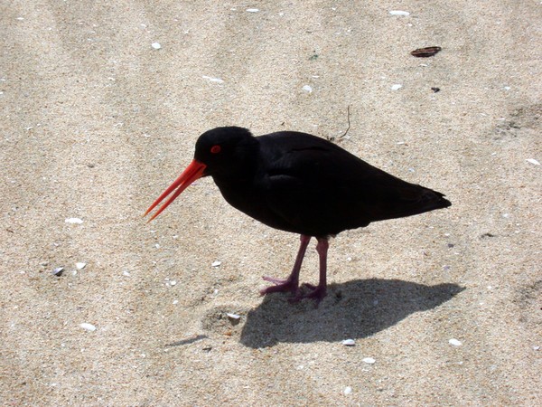 Oyster Catcher
